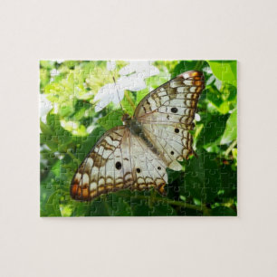 Schmetterling auf Jasmin Tropische Naturfotografie