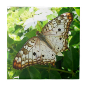 Schmetterling auf Jasmin Tropische Naturfotografie Fliese