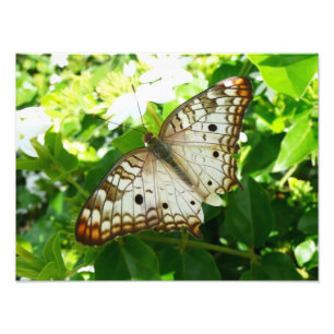 Schmetterling auf Jasmin Tropische Naturfotografie Fotodruck