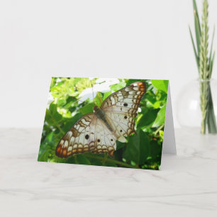 Schmetterling auf Jasmin Tropische Naturfotografie Karte