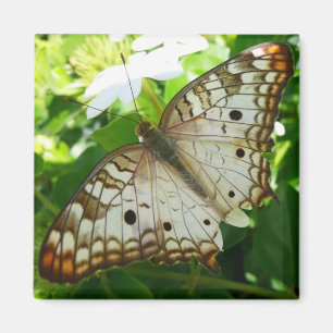 Schmetterling auf Jasmin Tropische Naturfotografie Magnet