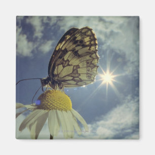 Schmetterling auf Kamillen-Blume mit Sonne, Magnet