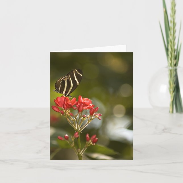 Schmetterling auf königlicher Poinciana leerer Karte (Vorderseite)