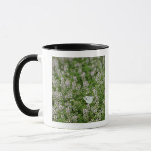 Schmetterling auf kriechendem Thymian Tasse