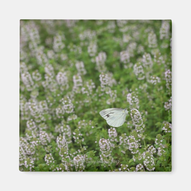 Schmetterling auf Kriechthieb Magnet (Vorne)