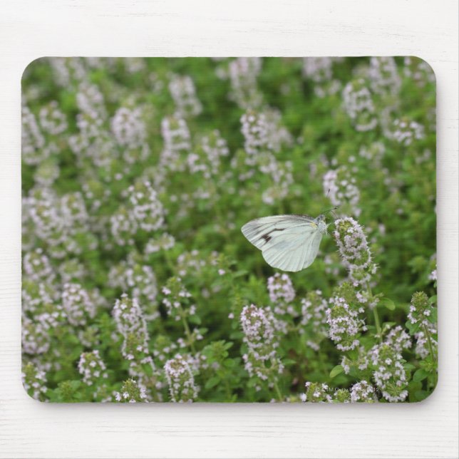 Schmetterling auf Kriechthieb Mousepad (Vorne)