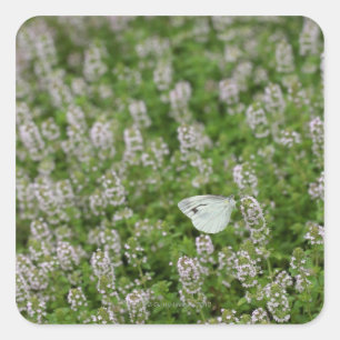 Schmetterling auf Kriechthieb Quadratischer Aufkleber