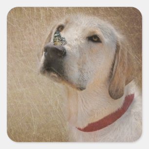Schmetterling auf Labrador Retriever's Nase Quadratischer Aufkleber