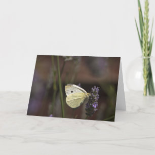 Schmetterling auf Lavendel Karte