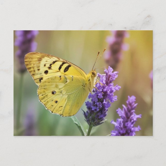 Schmetterling auf Lavendel Postkarte (Vorderseite)