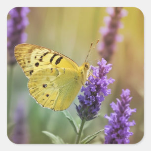 Schmetterling auf Lavendel Quadratischer Aufkleber