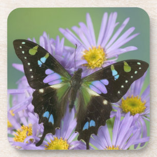 Schmetterling auf Lila Untersetzer