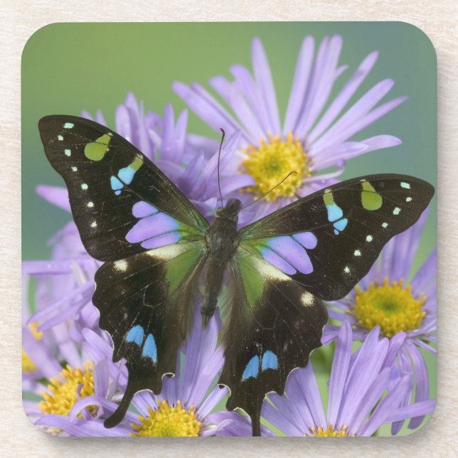 Schmetterling auf Lila Untersetzer (Vorderseite)