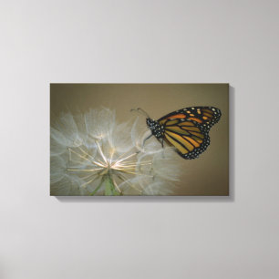 Schmetterling auf Löwenzahn Leinwanddruck