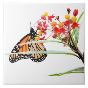 Schmetterling auf Milchkrautblüten, auf Weiß Fliese