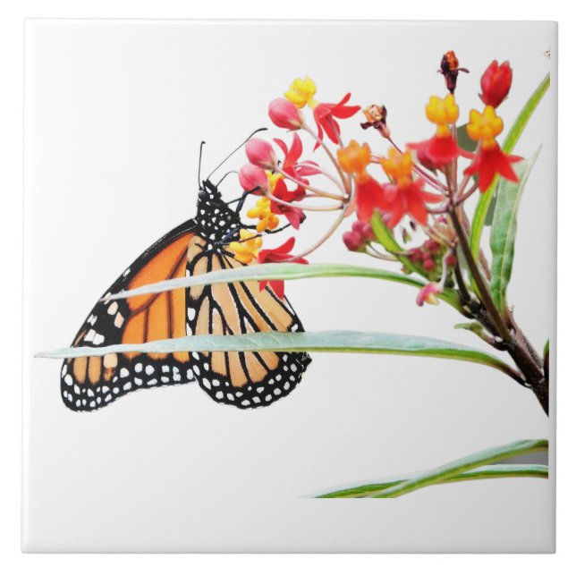 Schmetterling auf Milchkrautblüten, auf Weiß Fliese (Vorderseite)