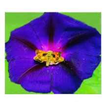 Schmetterling auf Morgen-Glorie-Blume