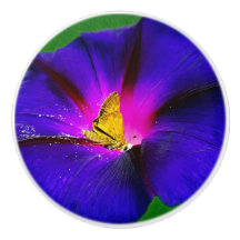 Schmetterling auf Morning Glory