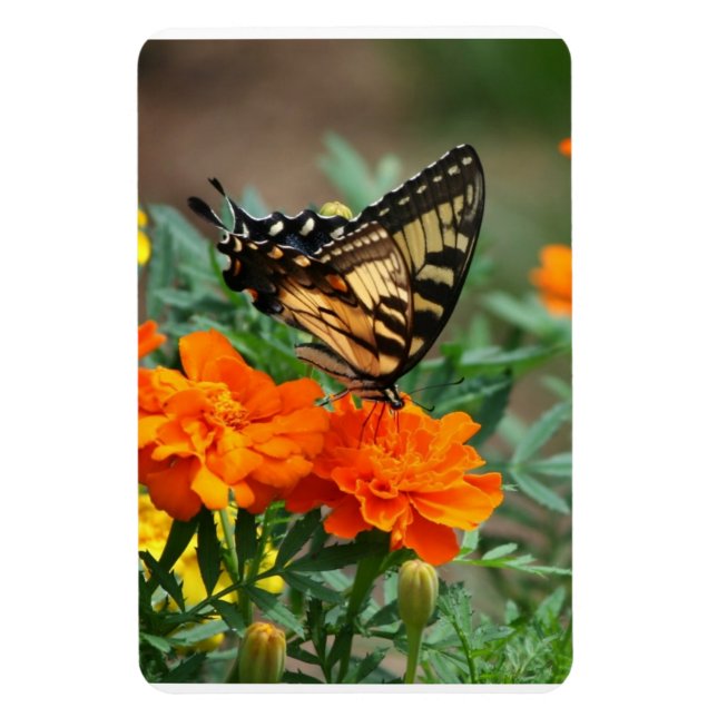 Schmetterling auf Orange- und Gelbblütenprämie Magnet (Vertikal)