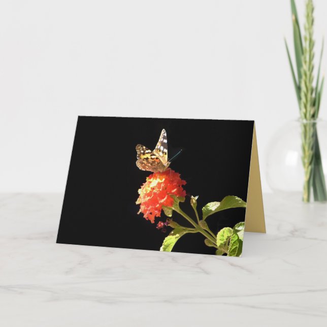 Schmetterling auf orangefarbener Blume, unbedachte Karte (Vorderseite)