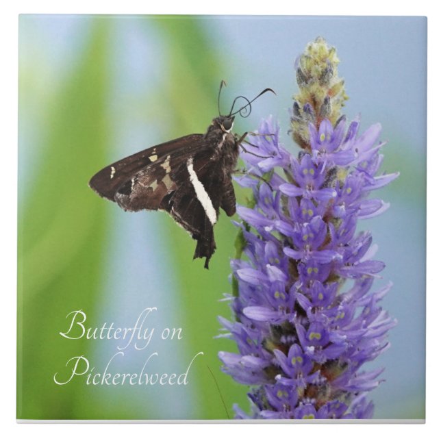 Schmetterling auf Pickerelweed Bloom; Fliese (Vorderseite)