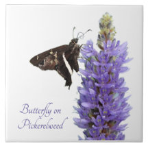 Schmetterling auf Pickerelweed, weiß