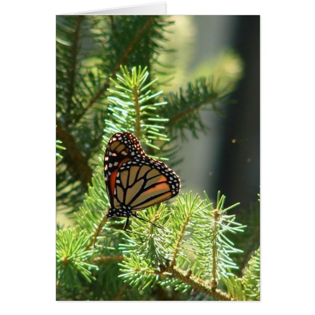 Schmetterling auf Pine Tree (Vorne)