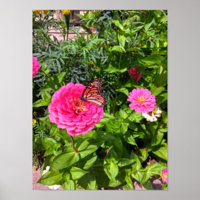 Schmetterling auf Pink Zinnia Poster (Vorne)