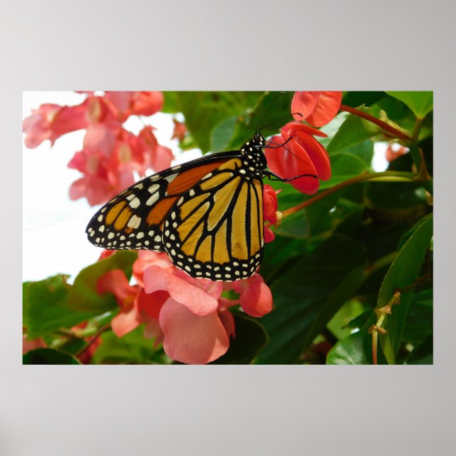 Schmetterling auf Red Blume Poster (Vorne)