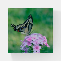 Schmetterling auf rosa Blume Papergewicht
