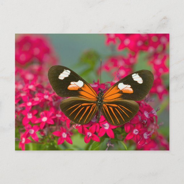 Schmetterling auf rosa Blume Postkarte (Vorderseite)