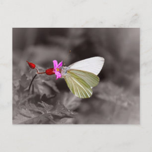 Schmetterling auf rosa Blume Postkarte