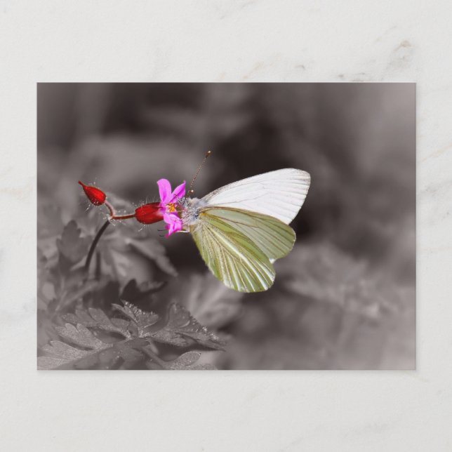 Schmetterling auf rosa Blume Postkarte (Vorderseite)