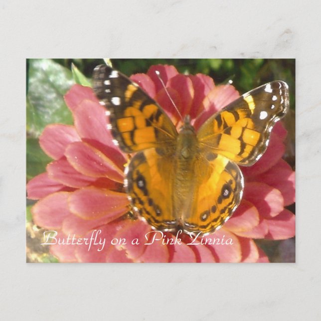 Schmetterling auf rosa Zinnia Postkarte (Vorderseite)