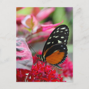 Schmetterling auf Roten Blume Foto Postkarte