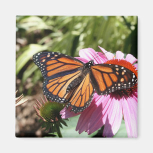 Schmetterling auf roter Blume Magnet