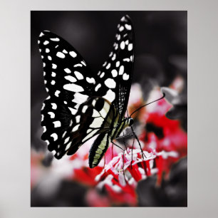 Schmetterling auf roter Blume Poster