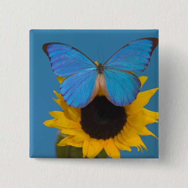 Schmetterling auf Sonnenblume Button (Vorderseite)