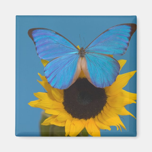 Schmetterling auf Sonnenblume Magnet (Vorne)
