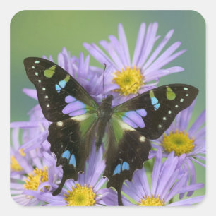 Schmetterling auf violetter Blume Quadratischer Aufkleber
