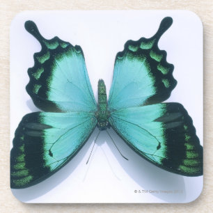 Schmetterling auf Weiß Getränkeuntersetzer