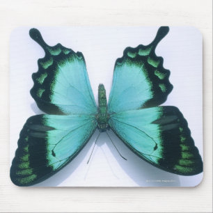 Schmetterling auf Weiß Mousepad