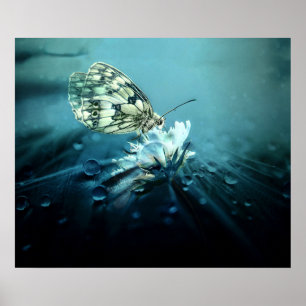 Schmetterling auf weißem Blossom Poster