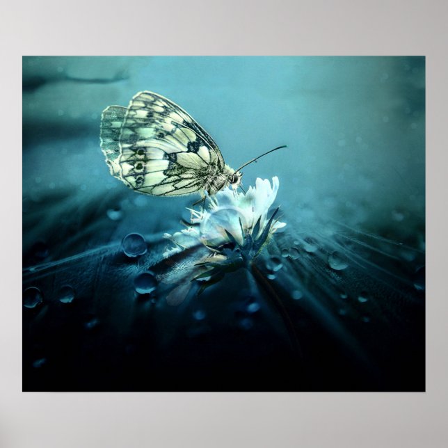 Schmetterling auf weißem Blossom Poster (Vorne)