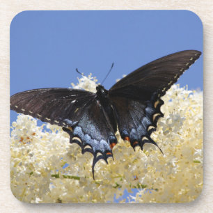 Schmetterling auf weißen Blume Untersetzer