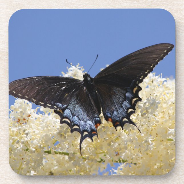 Schmetterling auf weißen Blume Untersetzer (Vorderseite)
