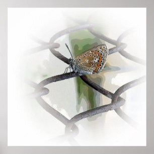 Schmetterling auf Zaun Poster