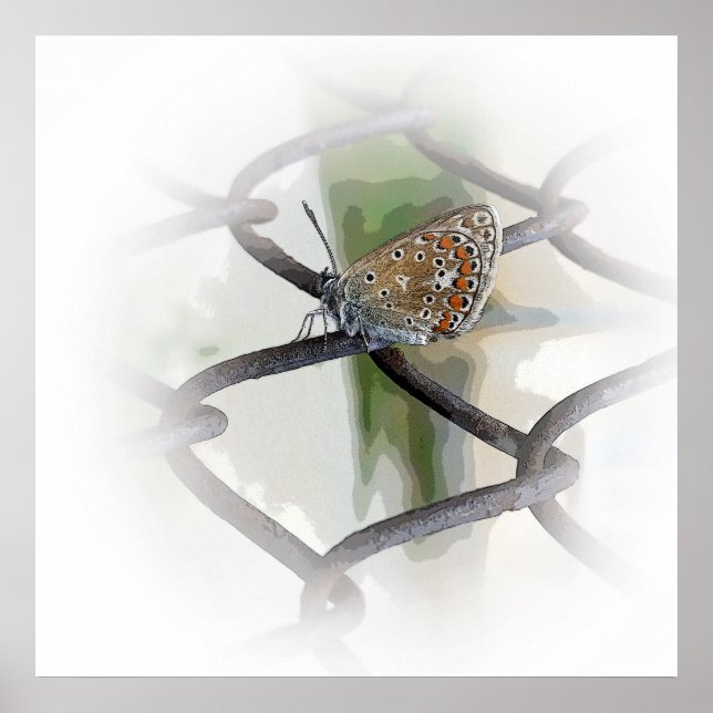 Schmetterling auf Zaun Poster (Vorne)