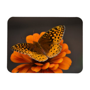 Schmetterling auf Zinnia-Magneten Magnet