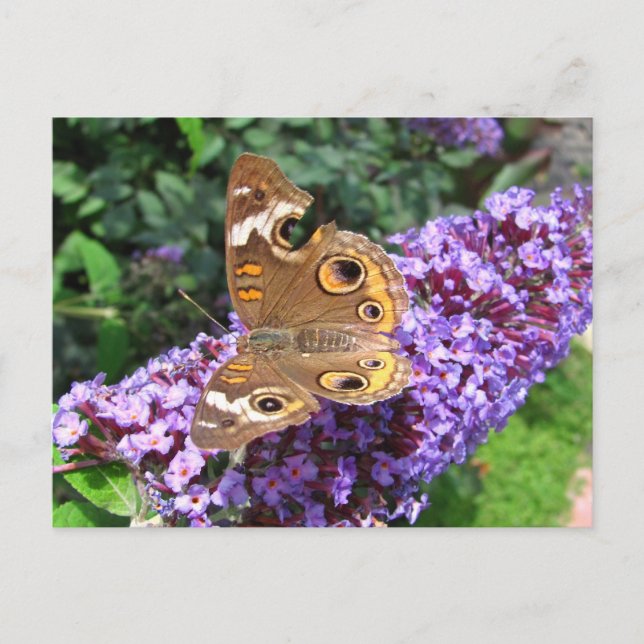 Schmetterling aus dem Auge ~ Postkarte (Vorderseite)